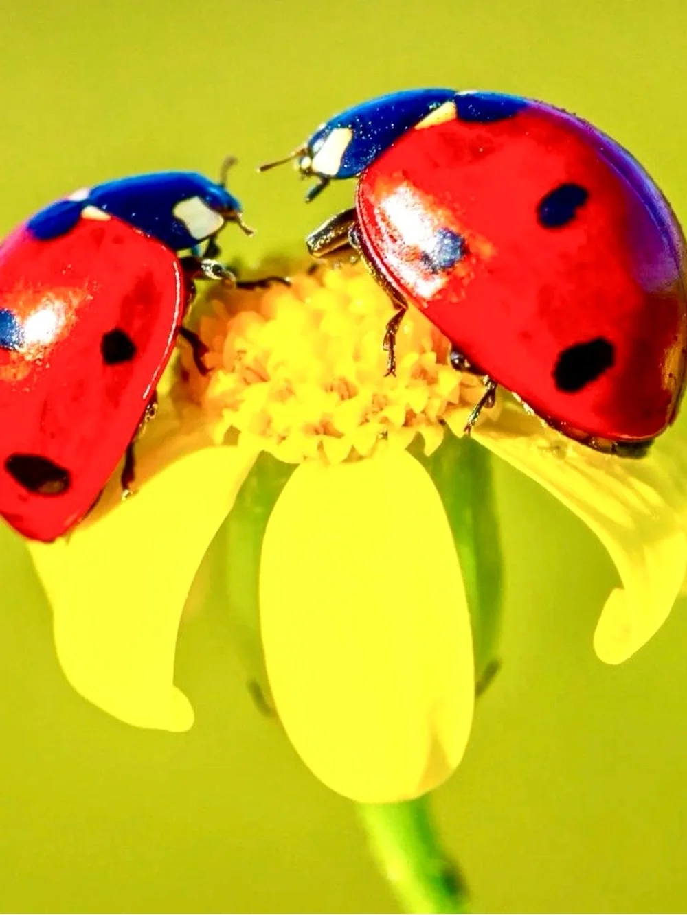 🐞🌿🌞🐞🌿🌞🐞🌿🌞🐞🌿🌞🐞🌿 - Picture 10 of 10